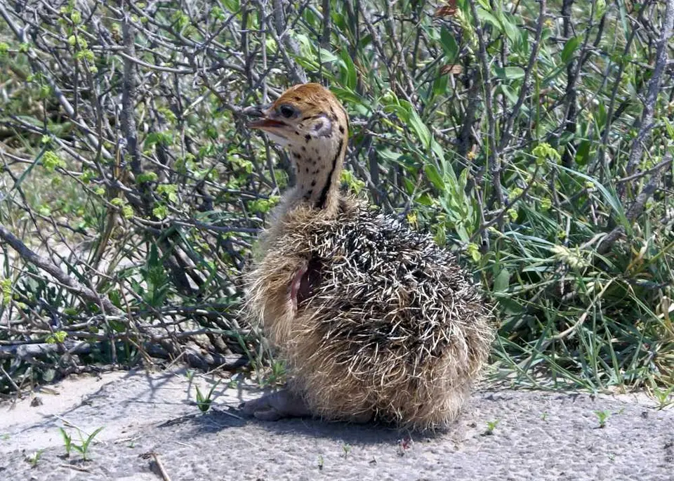 Tierbabies_04.jpg