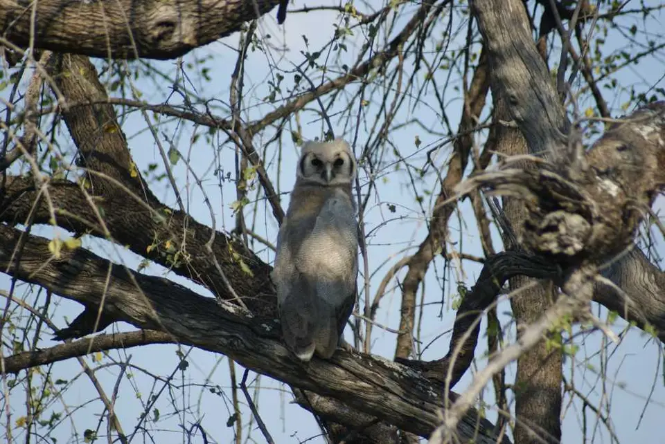 Vogelbild_01.jpg