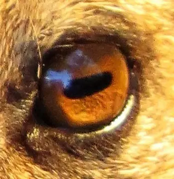 Auge.JPG