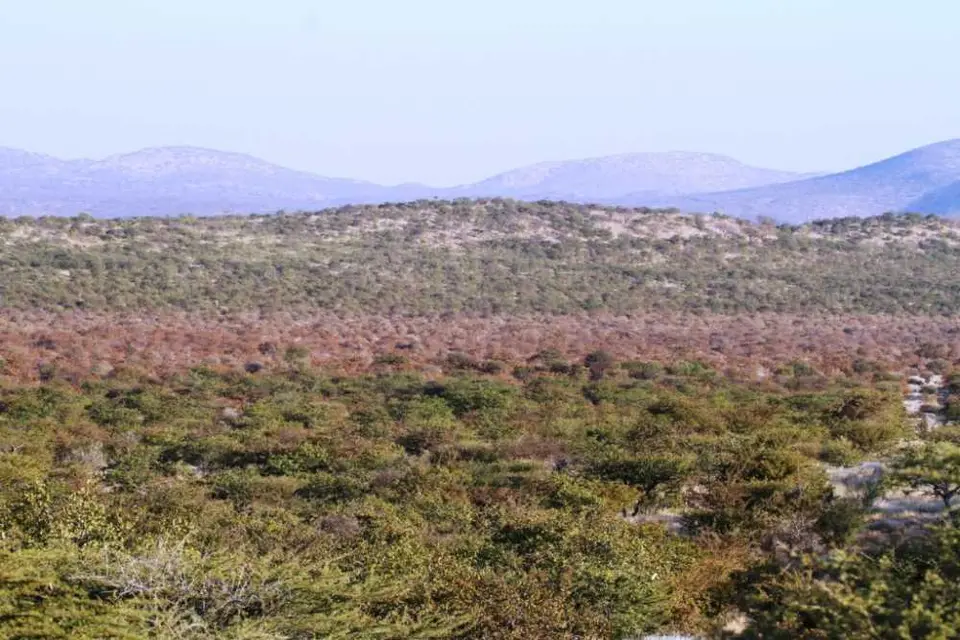 Mopane.JPG