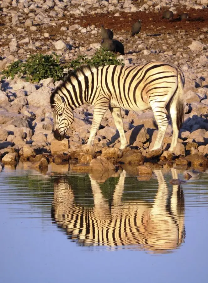 Spiehelzebra.JPG