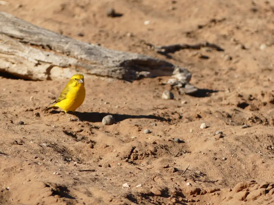 13.Bohrloch_yellowcanary3.jpg