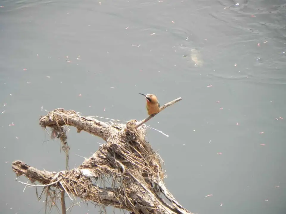 Bee-eater.jpg