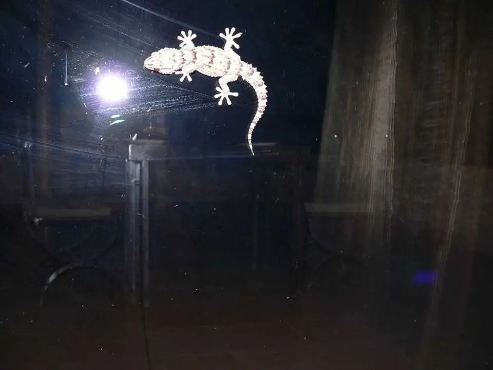 BibronsGecko2.JPG
