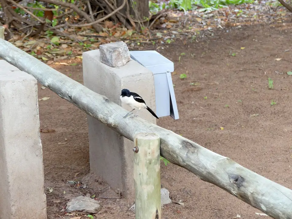 ChobeSafariLodge_fiscaloderboubou2.jpg