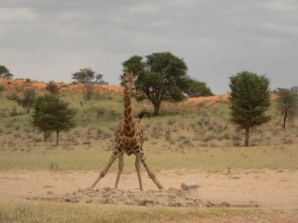 GiraffebeimTrinken1.JPG