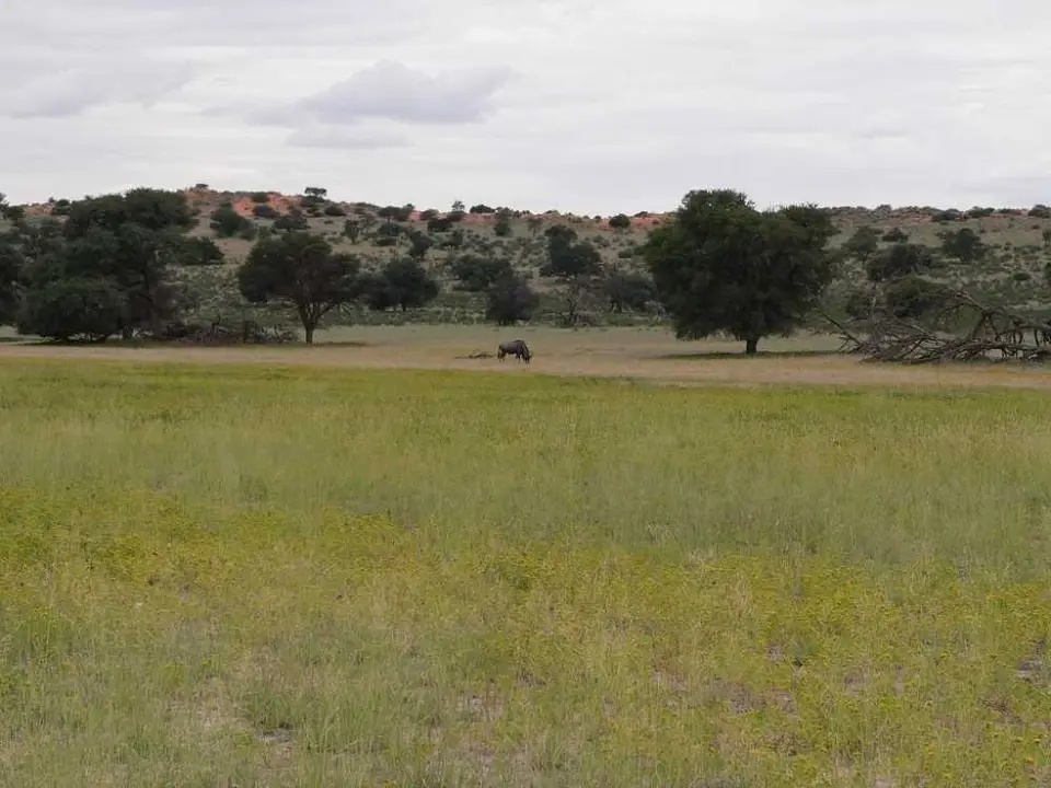 Gnu_2012-05-28.JPG