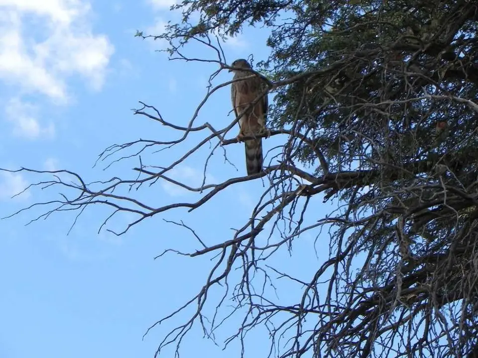 Greifvogel.JPG