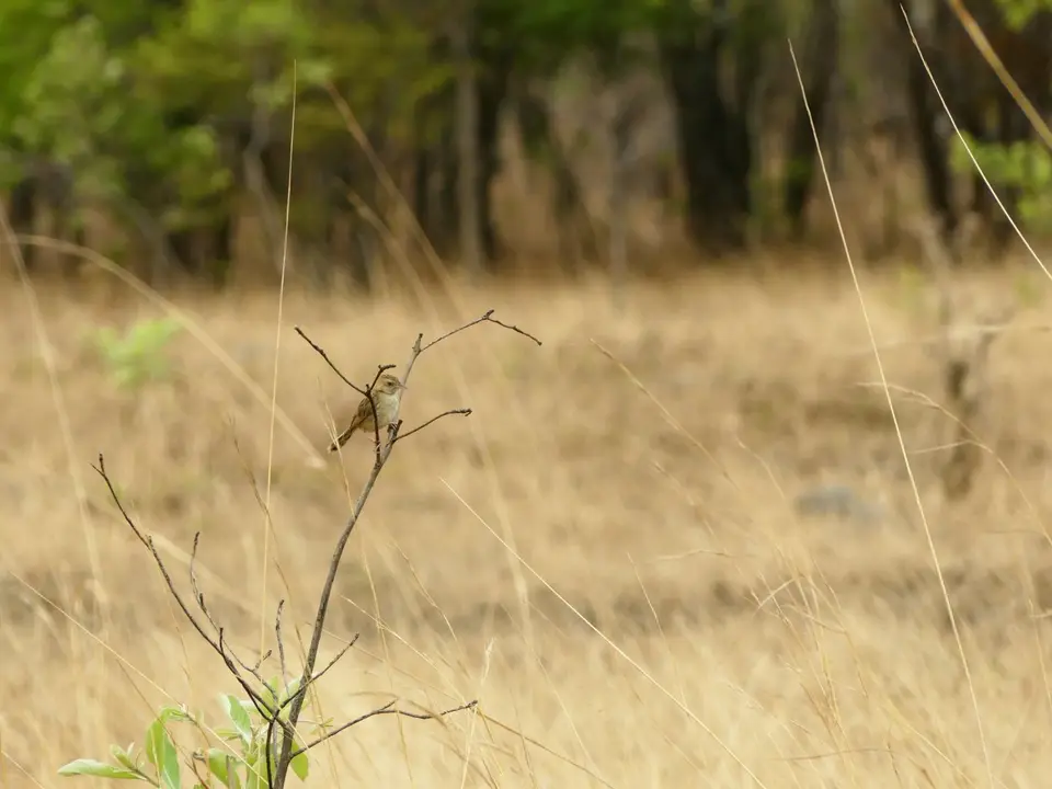 Kafue-braunerVogel2.jpg