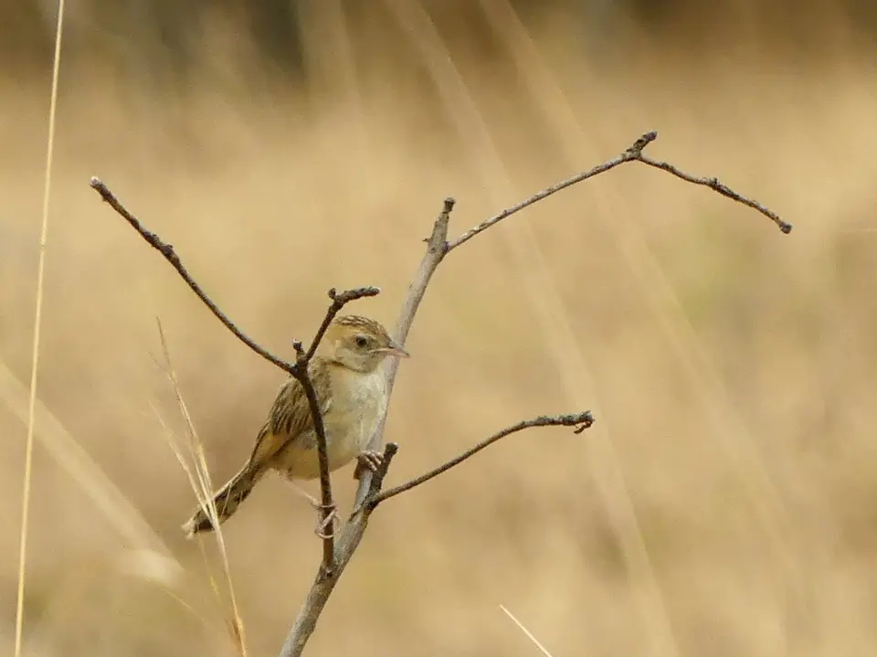 Kafue-vergrößert.jpg