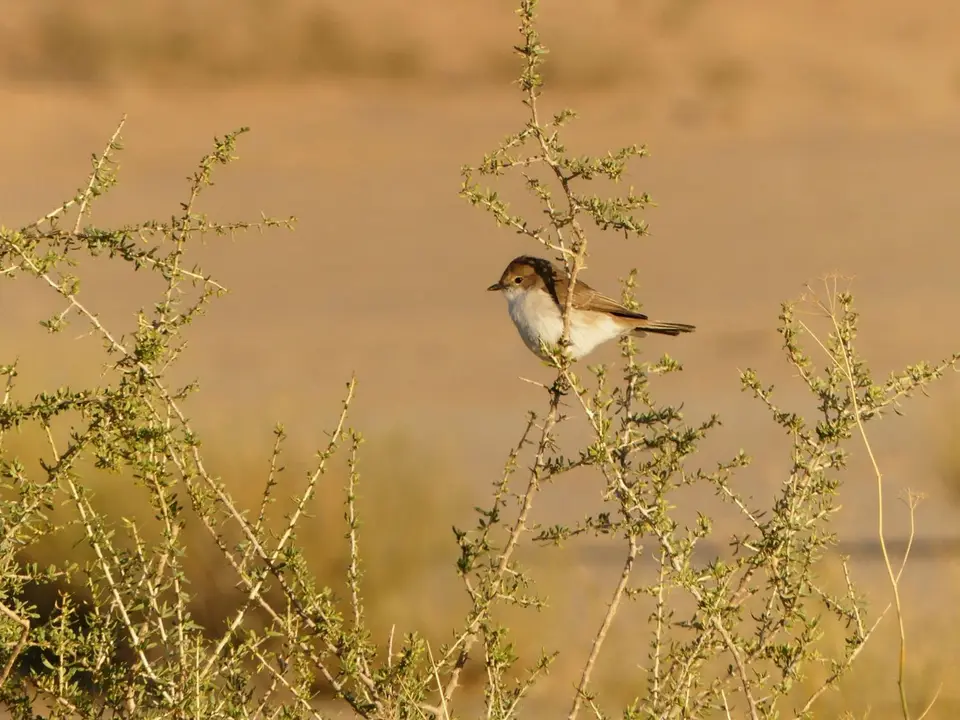 LBB__Gardenwarbler_Ausschnitt.jpg