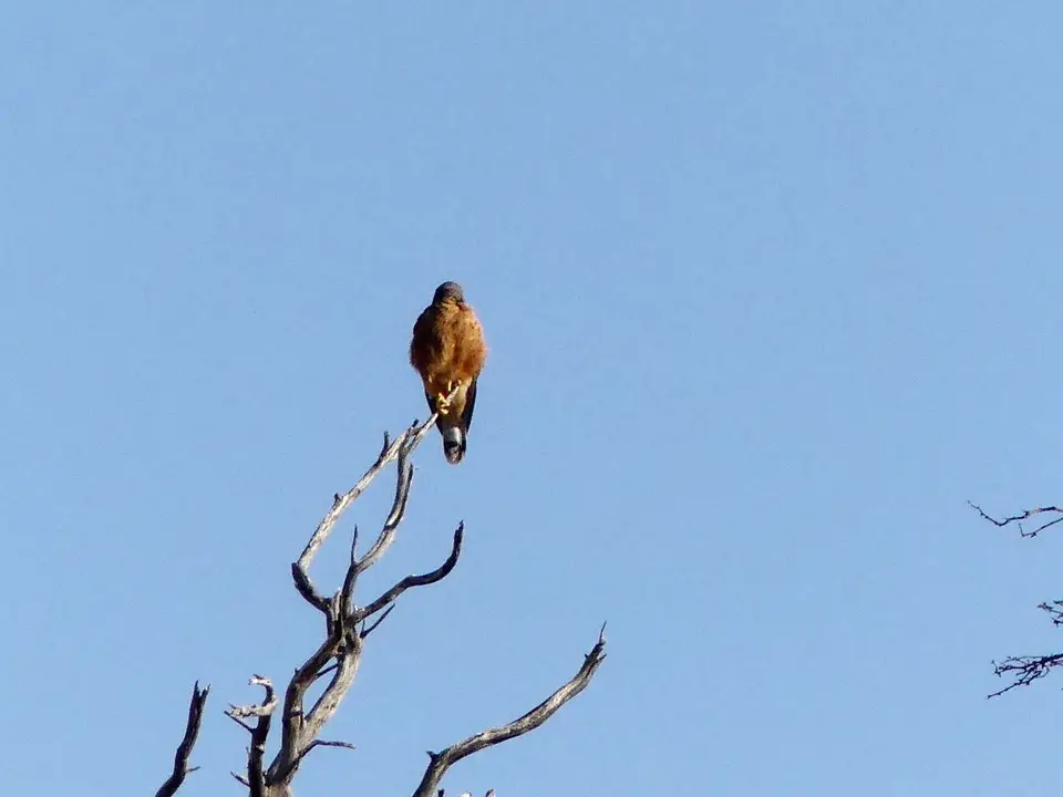 NossobRiverRoad_vermutlicheinKestrel_Ausschnitt.jpg