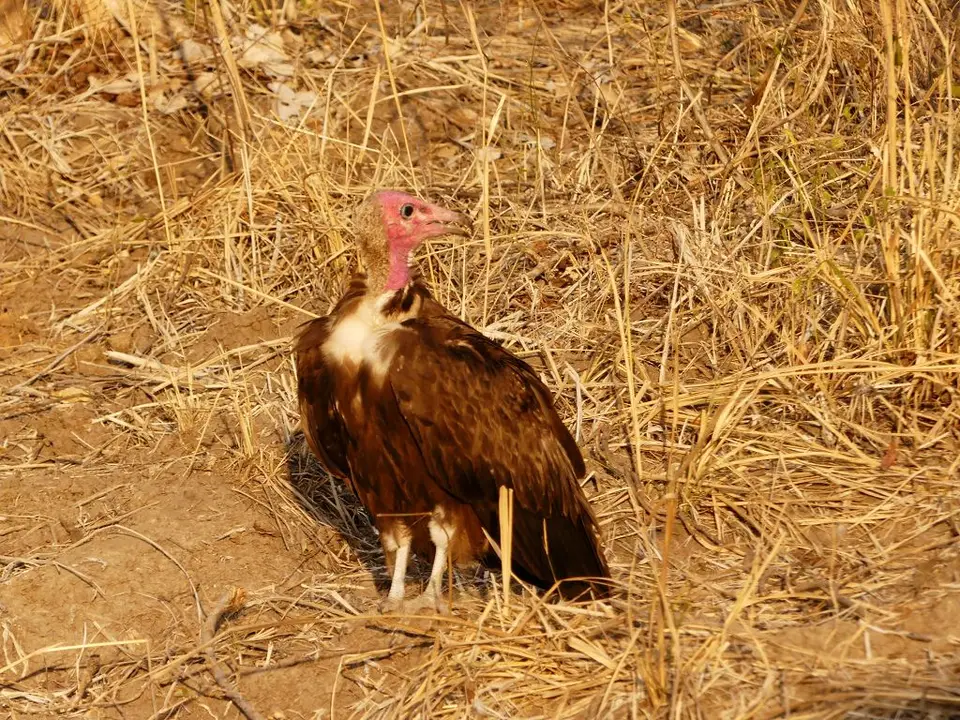 SLNP_HoodedVulture.jpg