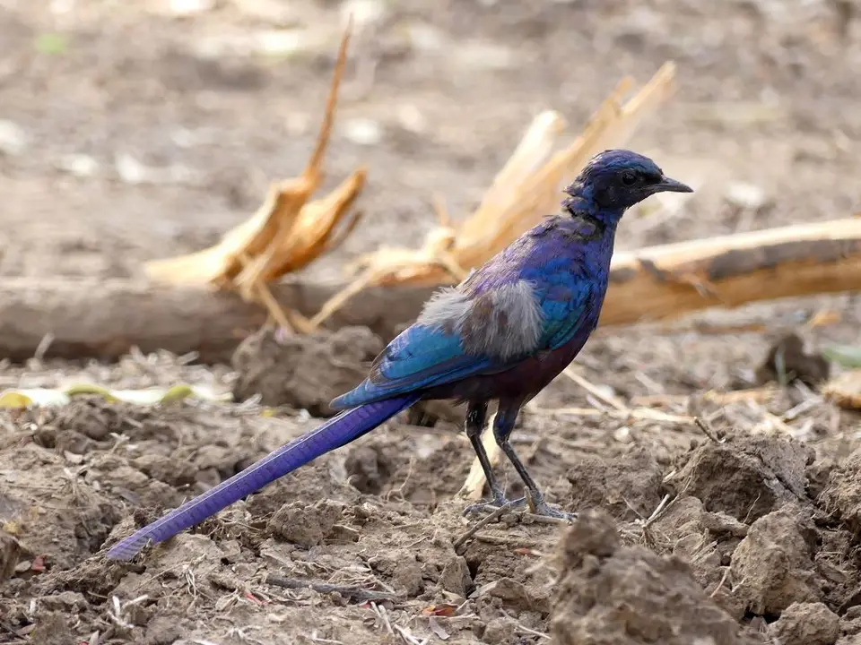 SLNP_MevesStarling.jpg