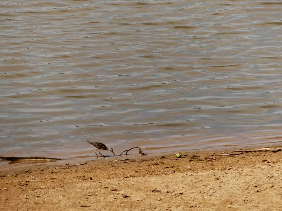 SLNP_Sandpiper....jpg