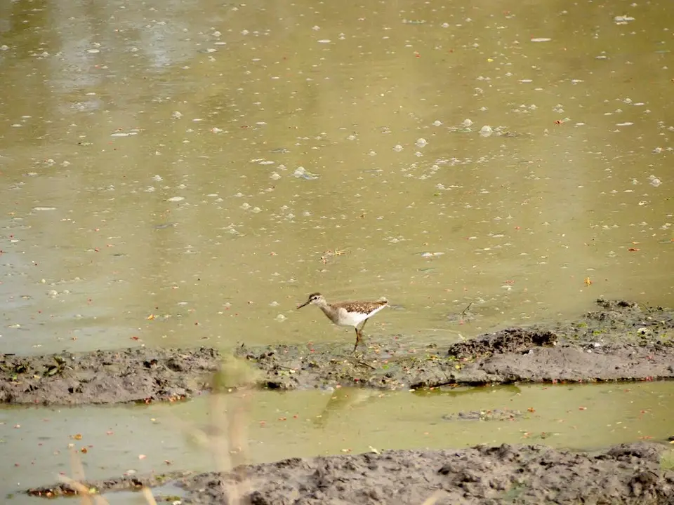 SLNP_WoodSandpiper.jpg