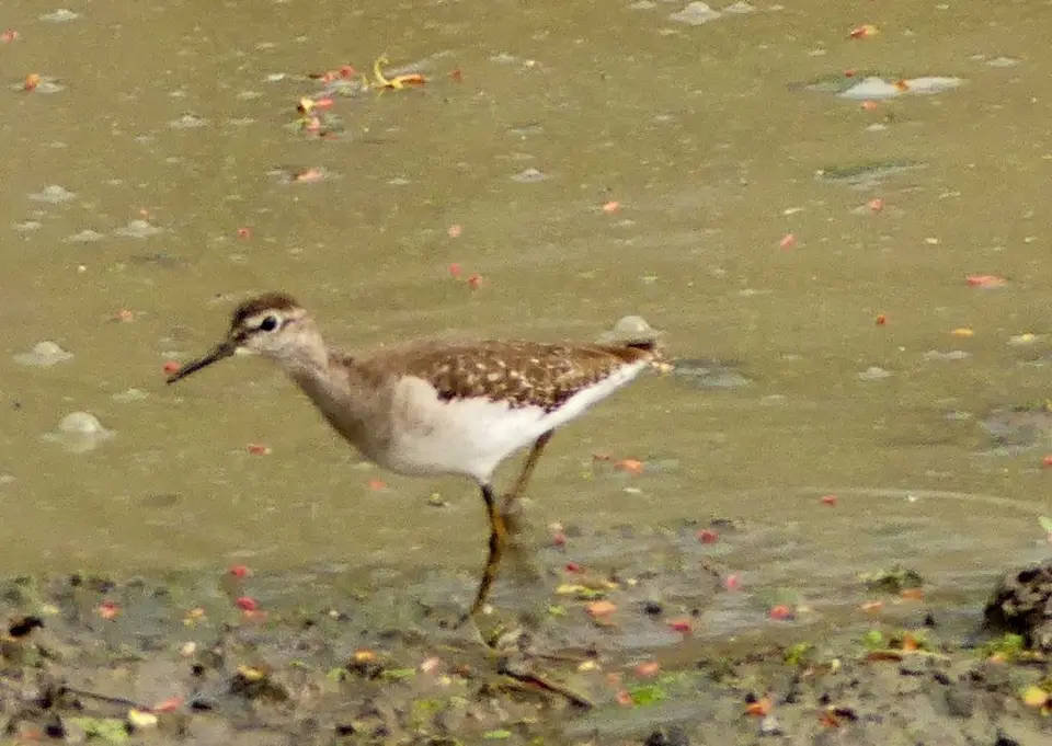 SLNP_WoodSandpiper_vergrößert.jpg
