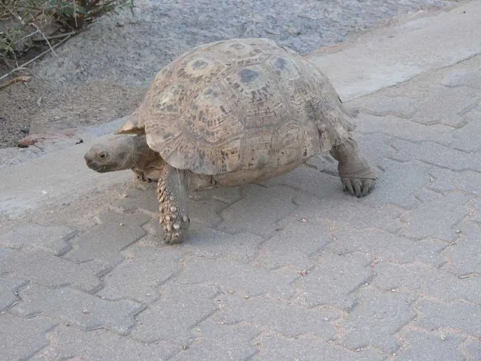 Schildkrte.JPG