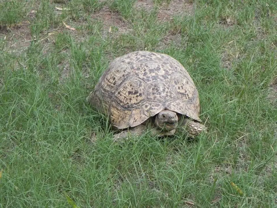 Schildkrte_2012-05-10.JPG