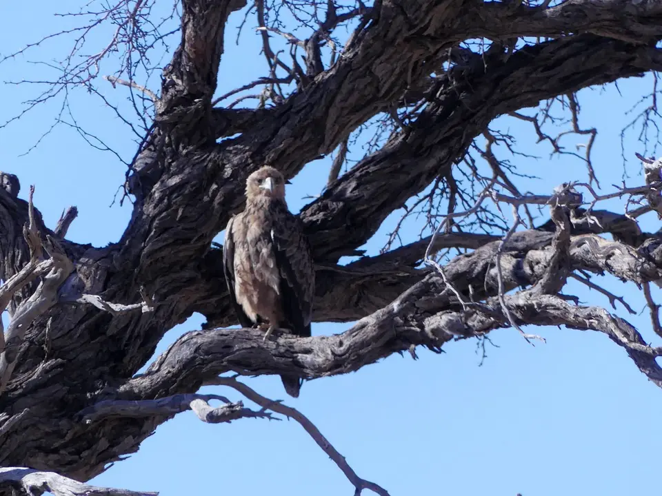 WasserlochKijKij_vielleichtjungerBateleur.jpg
