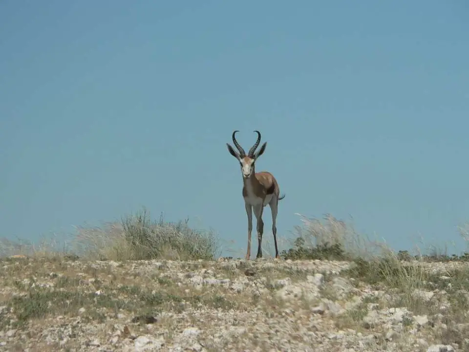 WildebeestDrive-Springbock.JPG
