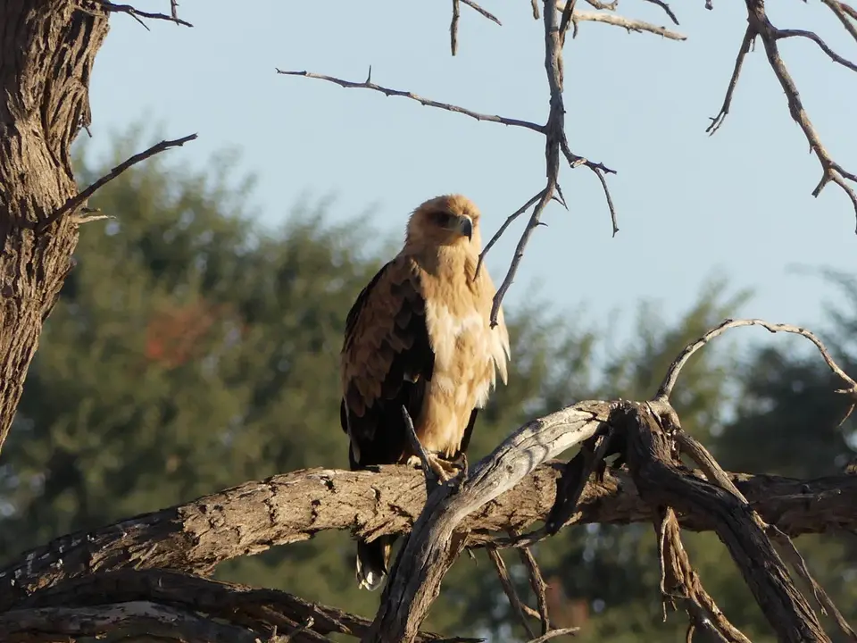 beiMataMata_vielleichtCommonBuzzard1-.jpg