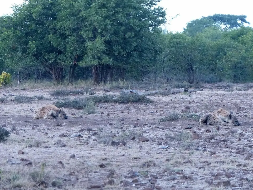 h8d52717.jpg