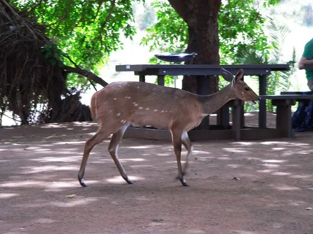 ha068e85.jpg