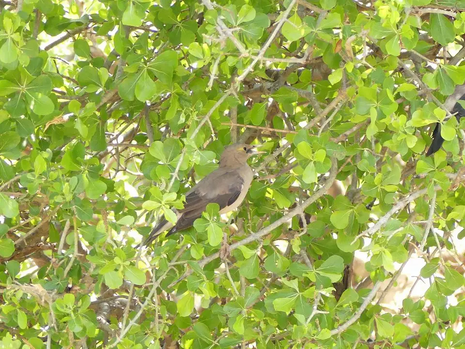 unbekannterVogel.jpg