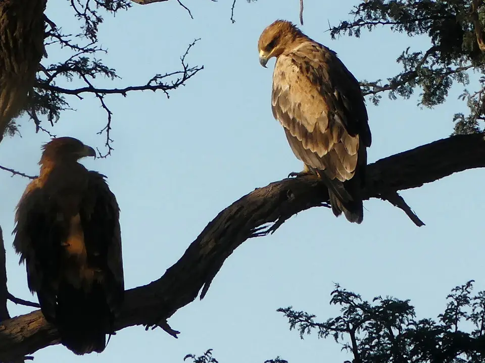 unweitWasserlochCubitjeQuap_vielleichtCommon(Steppe)Buzzard1_vergrößert.jpg
