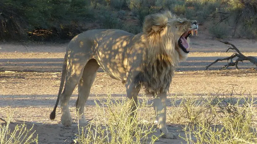 k-NamibiaFotos6040_Kopie.JPG