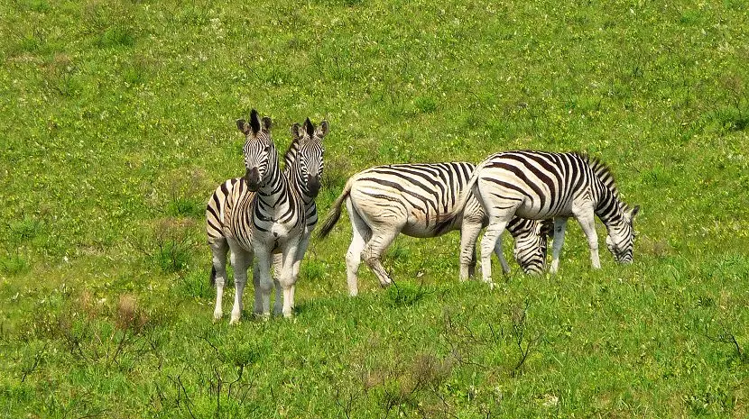 k-P1160281.JPG