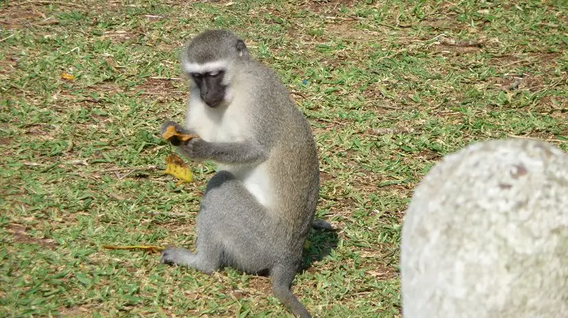 k-P1160289.JPG