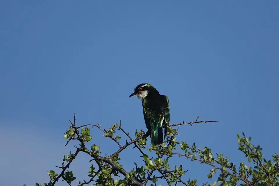 DSC00735.jpg