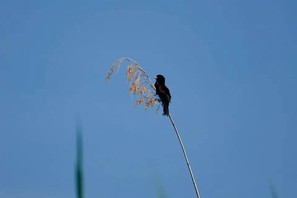 DSC01103.jpg