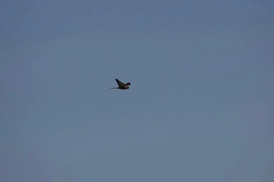 DSC02461.jpg