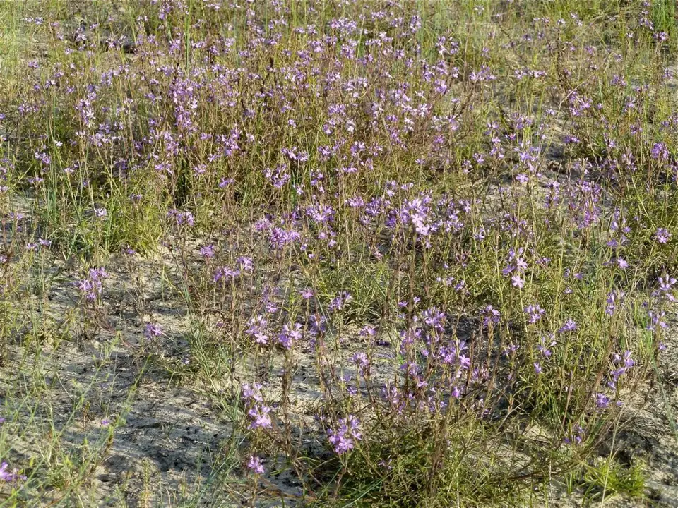 P1030853.jpg