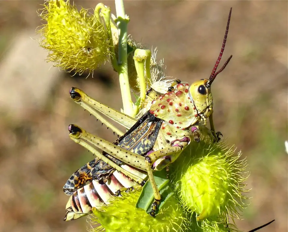 P1030909.jpg