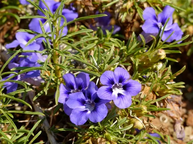 P1120436-2.jpg