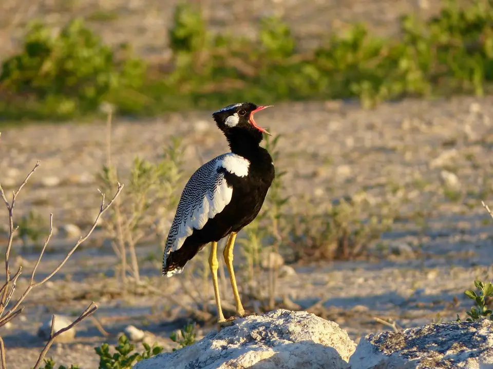 P1140501.jpg