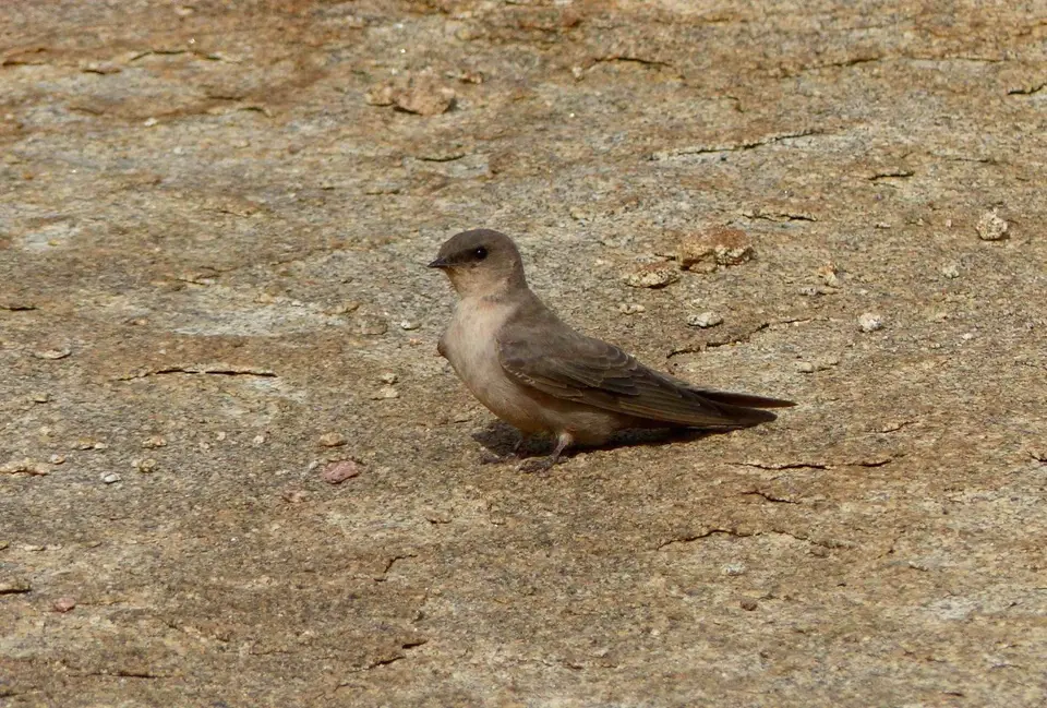 P1150236.jpg