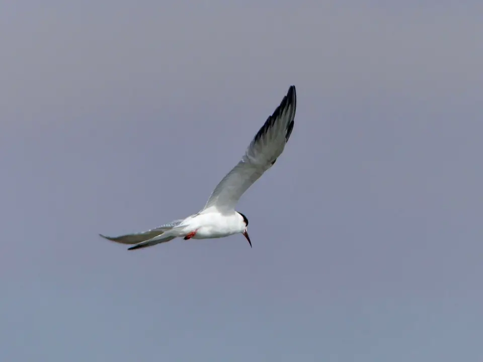 P1150534.jpg