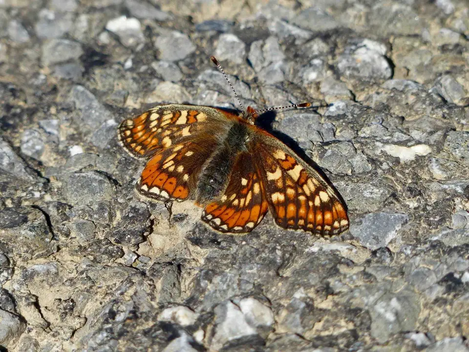 P1160534.jpg