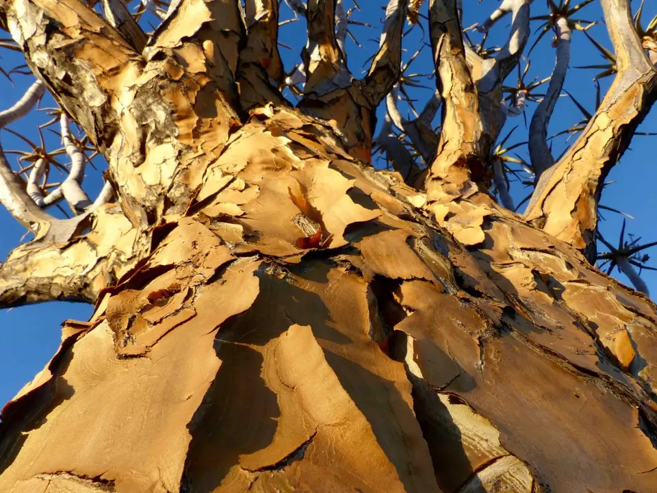 P1210645.jpg