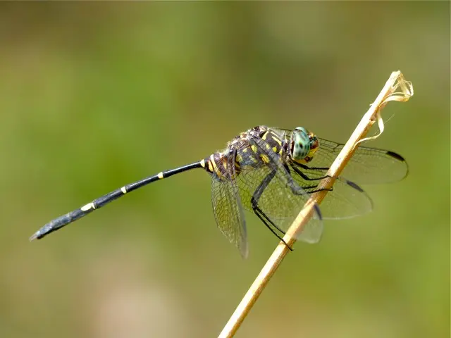 h17cf835.jpg