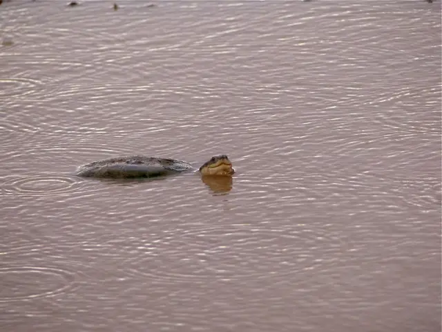h20cedfd.jpg