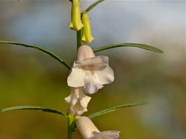 h2e954c7.jpg