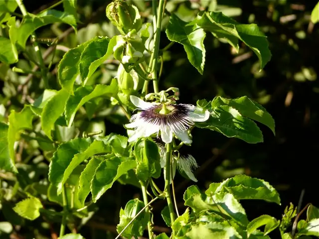 h7456171.jpg