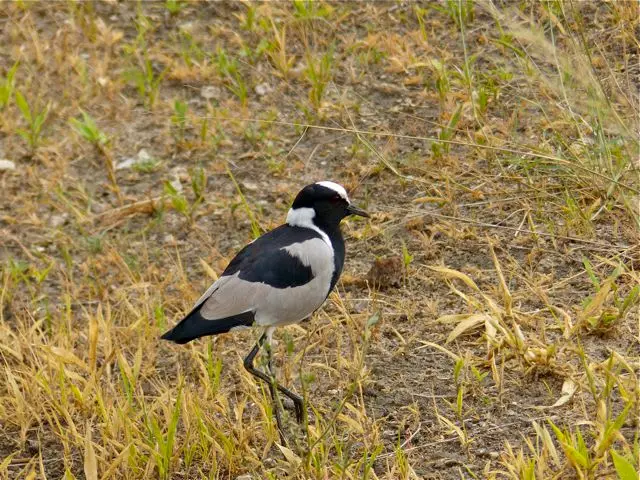 hb784e70.jpg