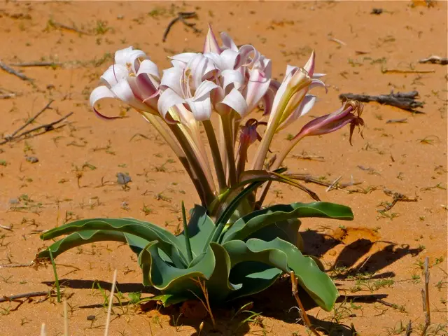 hb974cf4.jpg